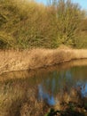 Pond with reflection of winter vegetation