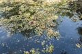 A pond with reflections and with yellow leaves and grass in autumn Royalty Free Stock Photo