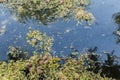 A pond with reflections and with yellow leaves and grass in autumn Royalty Free Stock Photo