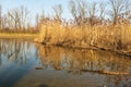 Pond with rushes and trees reflected on water ground in early spring CHKO Poodri in Czech republic Royalty Free Stock Photo