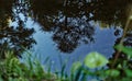 A reflective pond`s point of view Royalty Free Stock Photo