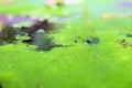 Pond Scum Royalty Free Stock Photo