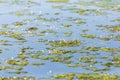 Pond scum water  surface with tiny  white flowers growing Royalty Free Stock Photo