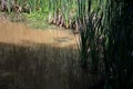 Pond shallows