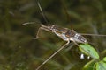 Pond skater Royalty Free Stock Photo