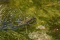 Pond Skater Royalty Free Stock Photo