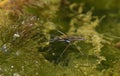 Pond Skater Royalty Free Stock Photo