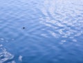 Pond-skater on the water surface Royalty Free Stock Photo