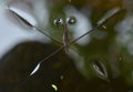 Pond Skaters