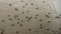 Pond Skaters on the water surface