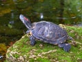 Pond slider. Red-eared slider freshwater. Turtle raises its head. Reptile in the wild Royalty Free Stock Photo