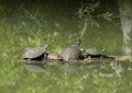 Pond Slider, Texas River and Red-eared pond slider on a log Royalty Free Stock Photo