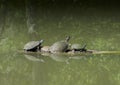 Pond Slider, Texas River and Red-eared pond slider on a log