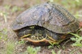 Pond slider turtle hiding in shell