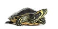 Pond slider turtle, isolated Royalty Free Stock Photo