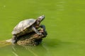 Pond slider turtle resting on tree stump in a pond