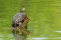 Pond slider turtle resting on tree stump in a pond