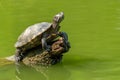 Pond slider turtle resting on tree stump in a pond