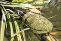 Pond slider turtle swimming between the vegetation Royalty Free Stock Photo