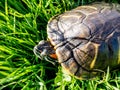 Pond slider turtle Trachemys scripta on the green grass, close up image Royalty Free Stock Photo