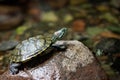 The pond slider turtle Trachemys scripta