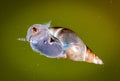 Pond snail Royalty Free Stock Photo