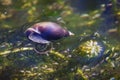 Pond snail Royalty Free Stock Photo