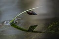 Pond snail in a freshwater garden water environment Royalty Free Stock Photo