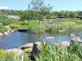 Pond, stones, yellow and purple iris in Kotka, Finland