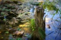 Pond Stump