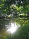 Pond Sun Reflection in Green Garden