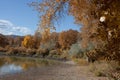 Pond Surrounded by Autumn Cottonwoods