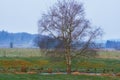 A pond surrounded by a forest with a dry bare tree in winter in the countryside. A landscape view of an old pond with Royalty Free Stock Photo