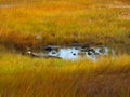 Pond in a Grassy Yellow Meadow in Maine
