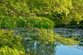 A pond surrounded by trees in spring time