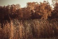 Pond surrounded by trees with yellowed foliage and dry thickets autumn warm Sunny weather Royalty Free Stock Photo