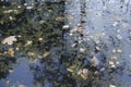 Pond swamp bog water surface covered by yellow dry autumn leaves, green ooze and reflection of trees and branches. Royalty Free Stock Photo