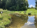 Pond or Teich - Botanical Garden of the University of Zurich or Botanischer Garten der Universitaet Zuerich