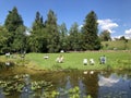 Pond or Teich - Botanical Garden of the University of Zurich or Botanischer Garten der Universitaet Zuerich