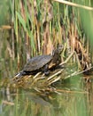 Pond terrapin Royalty Free Stock Photo
