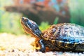 Pond terrapin Royalty Free Stock Photo