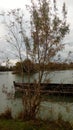 Pond, tree near a lake, marsh, nature, landscape, green, healing and healing. Royalty Free Stock Photo