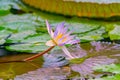 Pond in tropical Garden, close up of blooming purple water lily or lotus Royalty Free Stock Photo