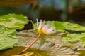 Pond in tropical Garden, close up of blooming purple water lily or lotus Royalty Free Stock Photo