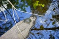 A pond and turtle