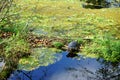 a pond and turtle