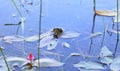 Tortoise peeking from water