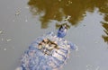 Pond turtle poking its head above water Royalty Free Stock Photo