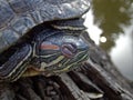 Pond turtle resting on a log near the water tranquility scene