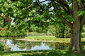 Pond under green tree surrounded with lush grass Royalty Free Stock Photo